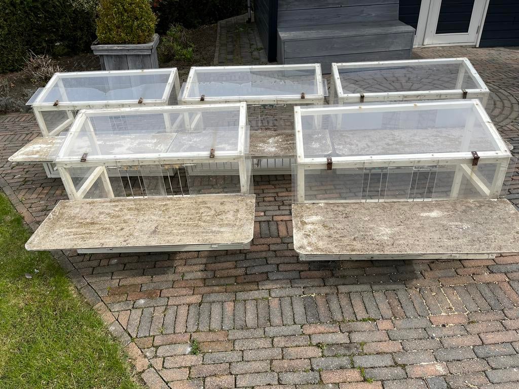 Te koop 5 duiven spoetnikken, Dieren en Toebehoren, Meerdere dieren, Postduif