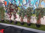 Mooie kunstboom Ficus Benjamina Liana Deluxe 175cm, Huis en Inrichting, Ophalen of Verzenden, Zo goed als nieuw, Binnen