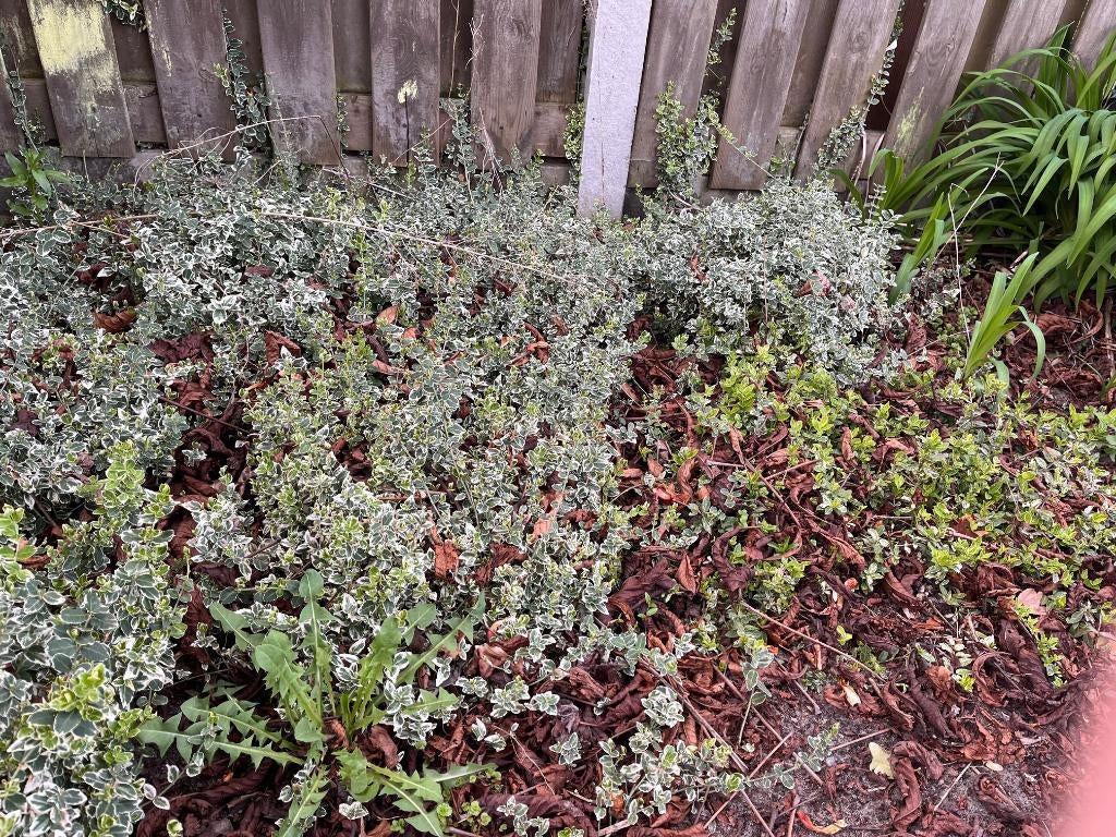 Japanse kardinaalsmuts, Tuin en Terras, Planten | Struiken en Hagen, Ophalen, Overige soorten, Struik, Minder dan 100 cm