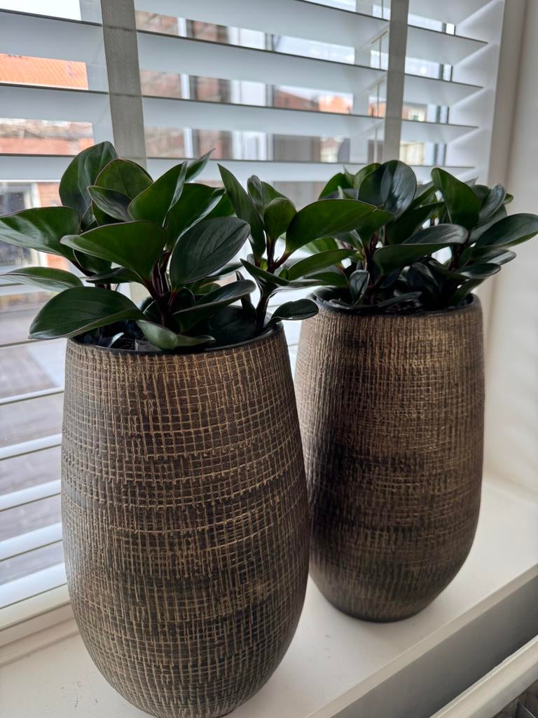 LAFIORA Plantenstandaard zwart 18 cm H 60 cm kopen