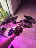 Alocasia frydek variegata knollen, Huis en Inrichting, Kamerplanten, Ophalen of Verzenden, Halfschaduw, Minder dan 100 cm