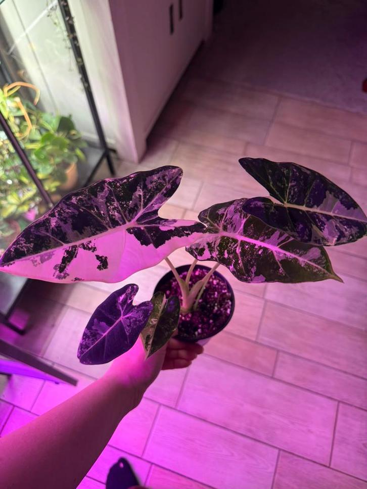 Alocasia frydek variegata knollen, Huis en Inrichting, Kamerplanten, Minder dan 100 cm, Halfschaduw, Ophalen of Verzenden