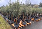 Olijfbomen ,,intensivo” 45Lt pot, stam 30-40, hoogte 170/180, 100 tot 250 cm, Olijfboom, Zomer, Ophalen