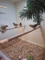 Jonge koppels cubavinken, Dieren en Toebehoren, Meerdere dieren