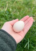 Raszuivere Zijdehoender kriel broedeieren, Dieren en Toebehoren, Pluimvee, Geslacht onbekend, Kip