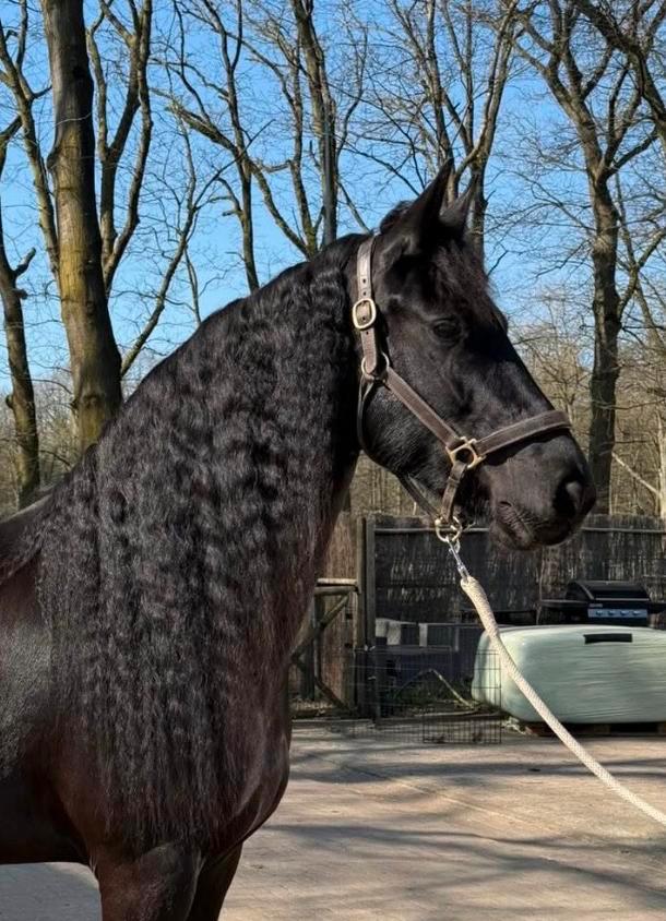 Friese stamboekmerrie met 3e premie (L2), Dieren en Toebehoren, Paarden, Merrie, L, 160 tot 165 cm, 3 tot 6 jaar, Dressuurpaard
