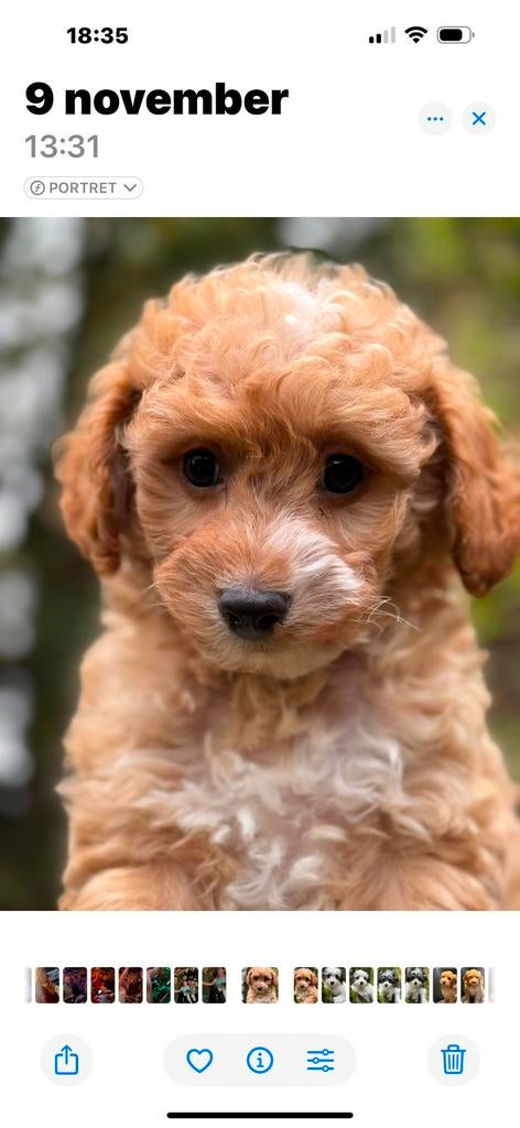 Super knappe mini Doodles ( Maltipoo ) Div.kleuren, Poedel, Parvo, Nederland, 8 tot 15 weken