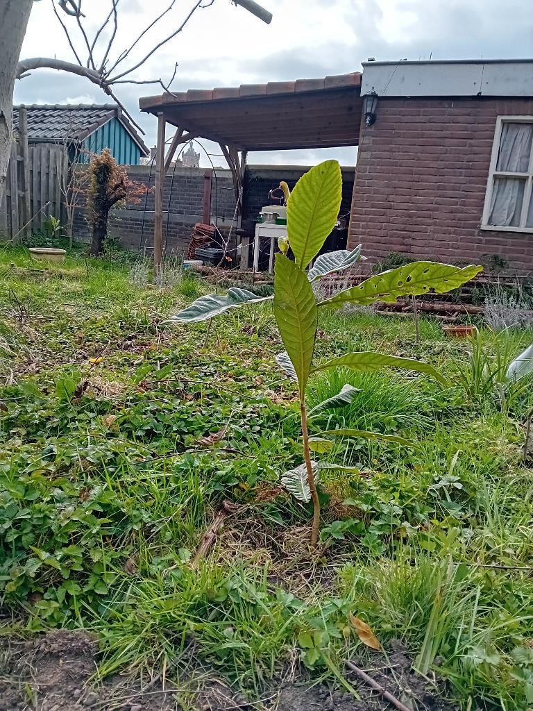 Japanse wolmispel, Tuin en Terras, Overige soorten, Minder dan 100 cm, Zomer, Ophalen