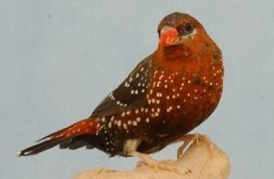 Tijgervink man beschikbaar GERESERVEERD, Dieren en Toebehoren, Mannelijk, Tropenvogel