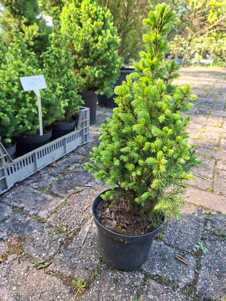 Picea glauca 'Conica', Tuin en Terras, Planten | Bomen, Bloeit niet, Overige soorten, Minder dan 100 cm, Ophalen