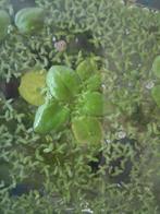 Mooie drijvende waterplant, Dieren en Toebehoren, Vis