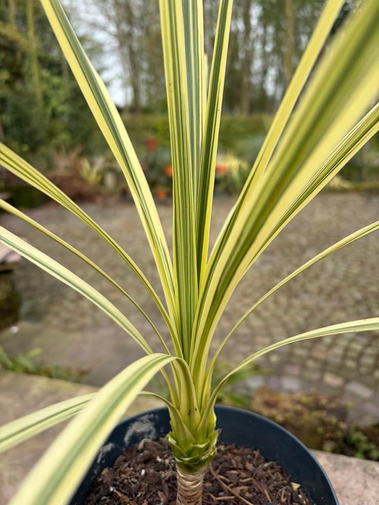 Cordyline australis Lime Passion. Koolpalm, Tuin en Terras, Ophalen, Overige soorten, Volle zon