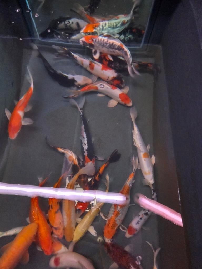 HQ Import koi mix - Ca. 30 / 35 cm - Koidream Valburg, Dieren en Toebehoren, Vissen | Vijvervissen, Karper of Koi