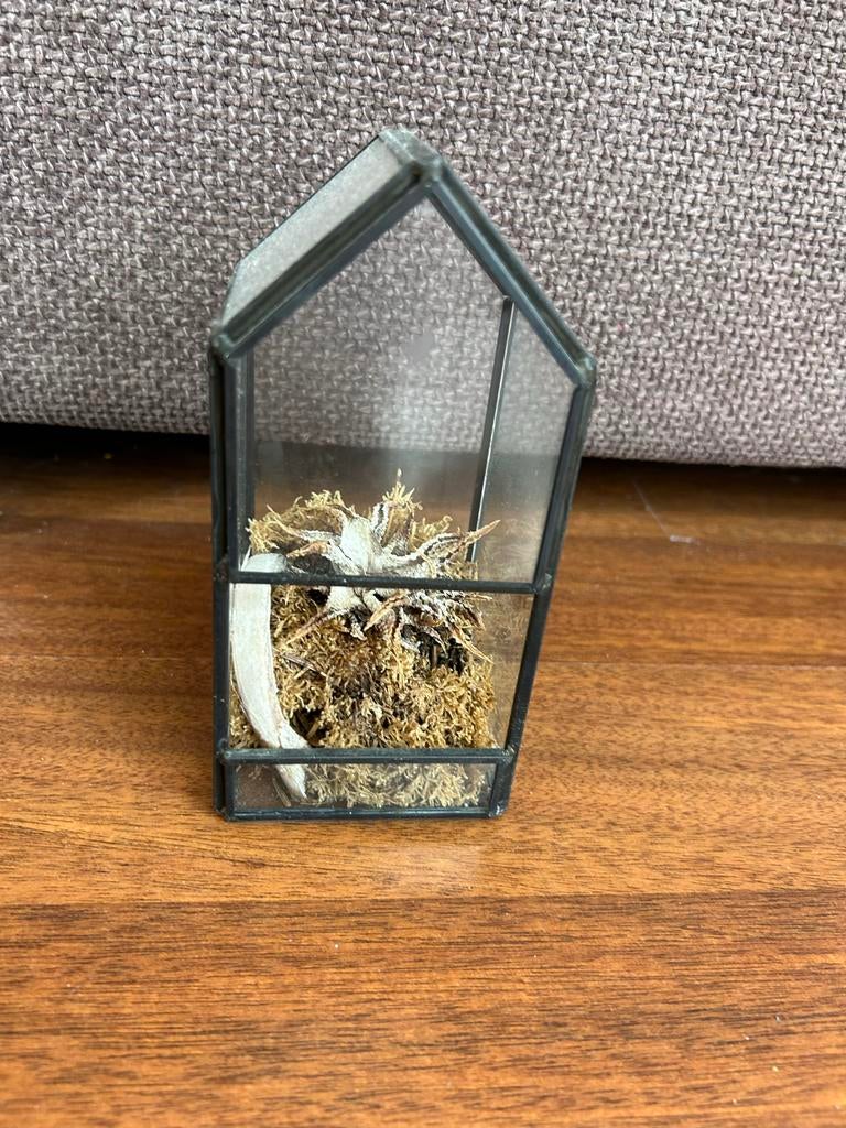 Glazen huisje met plantje, Ophalen of Verzenden, Gebruikt, Zwart, Glas
