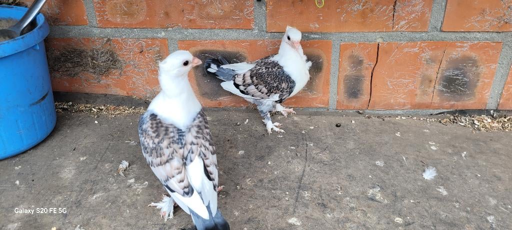 Oud oosterse meeuwen, Dieren en Toebehoren, Meerdere dieren, Overige soorten