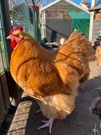 Te koop: Prachtige Orpington haan, Dieren en Toebehoren, Pluimvee, Mannelijk, Kip
