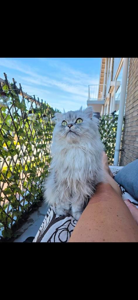 Britse langhaar, Dieren en Toebehoren, Katten en Kittens | Raskatten | Langhaar, Kater, 3 tot 5 jaar, Ontwormd, Ingeënt