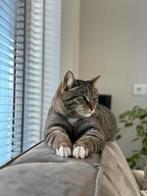 Nieuw thuis gezocht voor kater Puk van 6.5jr, Dieren en Toebehoren, Katten en Kittens | Overige Katten, Kater, Kortharig, 6 jaar of ouder