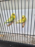Prachtig koppel grasparkieten 2025, Meerdere dieren, Parkiet