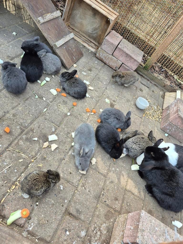 Dwergkonijntjes, Dieren en Toebehoren, Konijnen, Meerdere dieren, Klein, Hangoor, 0 tot 2 jaar