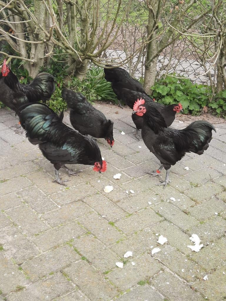 Australorp broedeieren  krielkippen zwart, Dieren en Toebehoren, Pluimvee, Geslacht onbekend, Kip