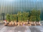 Prunus lusitanica Angustifolia, portugese laurier v.a €5, Ophalen, Laurier, 100 tot 250 cm