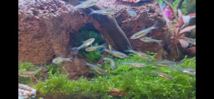 Gratis vissen, Dieren en Toebehoren, Vissen | Vijvervissen, Overige soorten