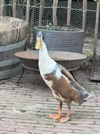 Mooie indische loopeenden aangeboden, Dieren en Toebehoren, Pluimvee, Meerdere dieren, Eend