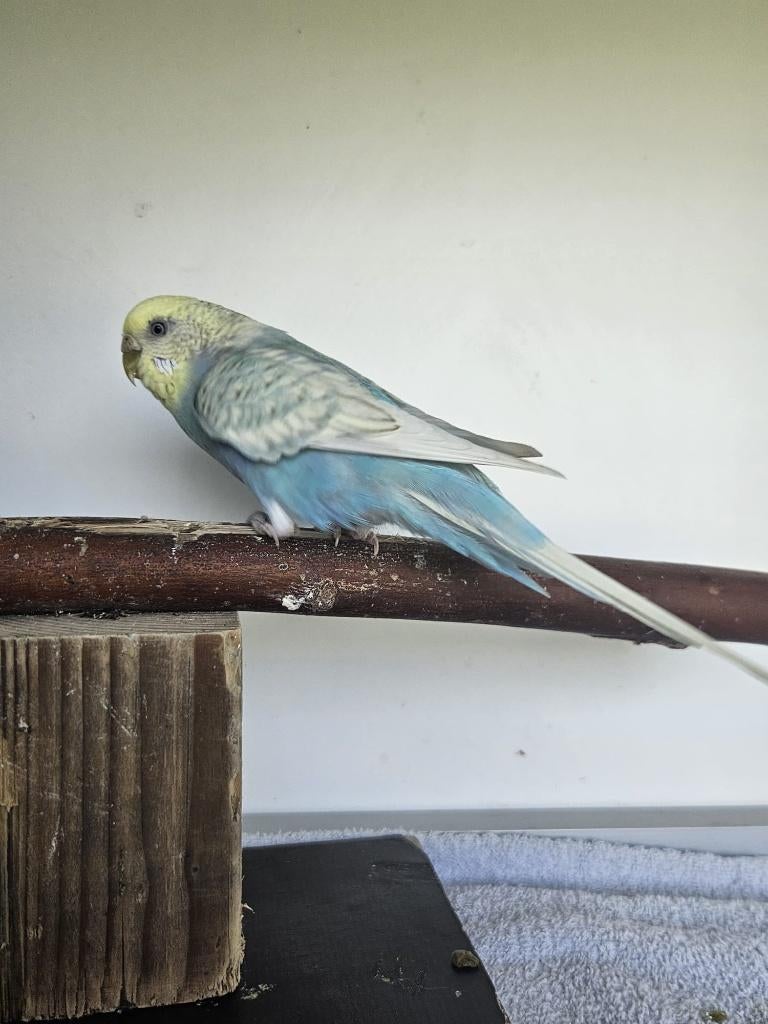 Rosbief zoekt een huisje! (grasparkiet), Dieren en Toebehoren, Vogels | Parkieten en Papegaaien, Vrouwelijk, Parkiet