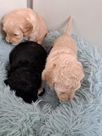 3 Labradoodle pups medium 2 blonde teefjes 1 zwarte reu, Overige rassen, 8 tot 15 weken, Meerdere, Meerdere dieren