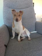 Jack russel dekreu aangeboden, 15 weken tot 1 jaar, Reu, Eén hond, Nederland