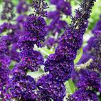 Buddleja davidii (vlinderstruik) in diverse kleuren, Tuin en Terras, Volle zon, Vaste plant, Zomer, Ophalen