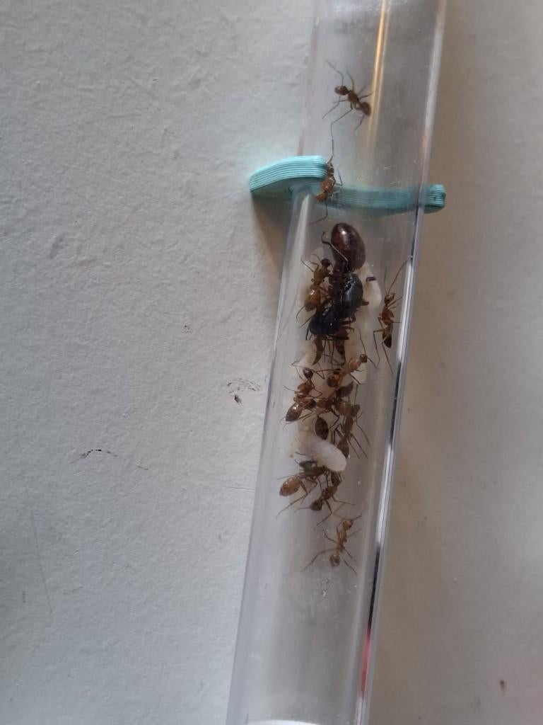 Camponotus CA-02 | Queen | Ant | Mier | 20-30 Werksters, Mieren