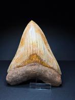 Prachtige megalodon haaientand 13,8 cm, Verzamelen, Ophalen of Verzenden, Fossiel