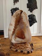 Bijzondere lamp van 2 koningsschelpen, Ophalen of Verzenden, Gebruikt, Minder dan 50 cm