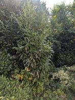 Laurier (Prunus) 3 meter hoog, Ophalen, Halfschaduw, Overige soorten
