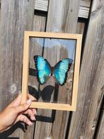 Vlinder in lijst, Minder dan 50 cm, Nieuw, Ophalen of Verzenden, Minder dan 50 cm