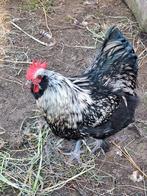 Araucana hanen, Dieren en Toebehoren, Pluimvee, Mannelijk, Kip