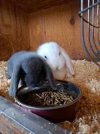 Mooie tamme dwerg hangoortjes in verschillende kleuren, Meerdere dieren, Dwerg