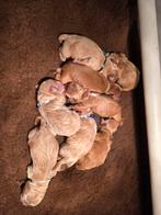 Austalian labradoodle pups, 8 tot 15 weken, Meerdere, Meerdere dieren, Nederland
