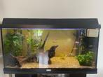 MOET SNEL WEG! Aquarium 110L inclusief vissen, Vis, Zoetwatervis, Schoolvis