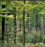 Gezocht bos bosgrond natuurgrond, Ophalen of Verzenden, Volle zon, Overige soorten