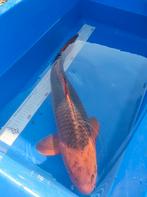 Te koop aka matsuba, Dieren en Toebehoren, Vissen | Vijvervissen, Karper of Koi