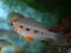 Nieuw binnen!!! Wildvang Crenicara punctulatum!!!, Vis, Zoetwatervis