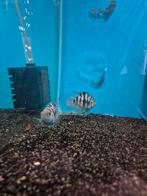 Mini blue parrot koppel, Dieren en Toebehoren, Vis