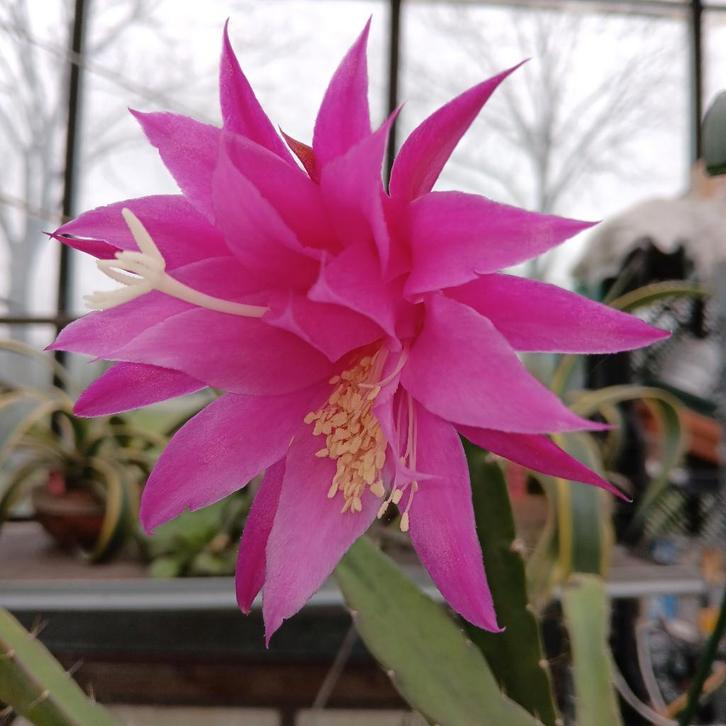 20 verschillende Epiphyllum stekken 10 kleuren bloei !, Huis en Inrichting, Kamerplanten, Cactus, Minder dan 100 cm, Bloeiende kamerplant