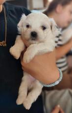 Unieke mini maltezer pups, Dieren en Toebehoren, Honden | Chihuahua's en Gezelschapshonden, België, Maltezer, Particulier, 8 tot 15 weken