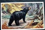 Zwarte beer, 1939, door Walter A. Weber, USA, Verzamelen, Wild dier, Ongelopen, 1920 tot 1940, Verzenden