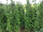 Thuja exsalsa, donkergroene haagconifeer, Ophalen, Conifeer, Haag, 100 tot 250 cm