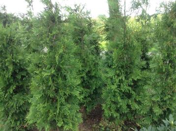Thuja exsalsa, donkergroene haagconifeer beschikbaar voor biedingen